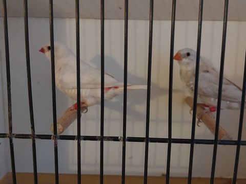 Diamants Gouttelettes 40 59670 Bavinchove