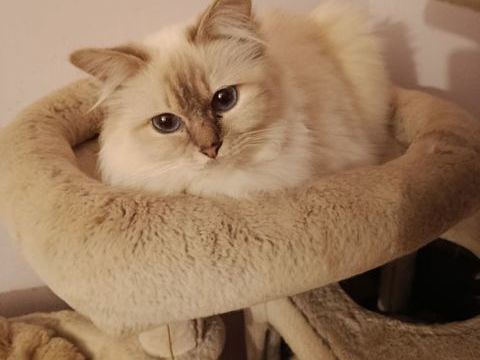 Sacr&eacute; de Birmanie  650 89340 Villeneuve-la-guyard