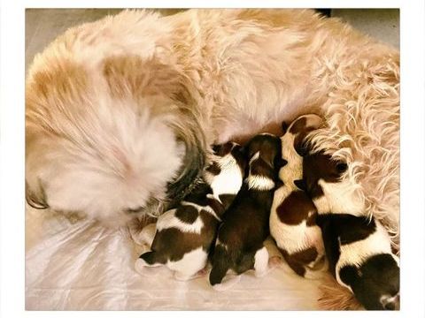 Adorables chiots Shih-Tzu. 950 94400 Vitry-sur-seine