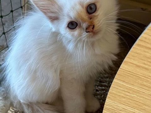 Magnifiques chatons Sacr&eacute; de Birmanie LOOF 850 02700 Tergnier