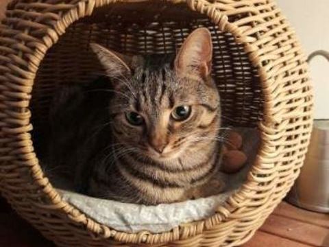 Don chatte adulte 2 ans 0 44230 Saint-sébastien-sur-loire