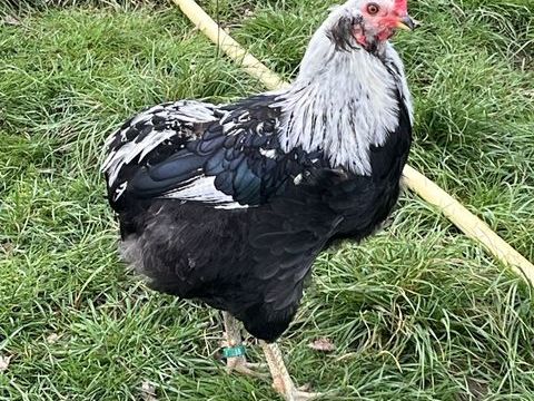 Coq Araucana 20 24380 Fouleix