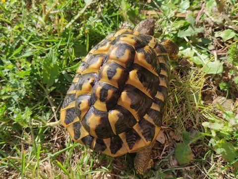 Tortue de terre hh 180 30320 Saint-gervasy