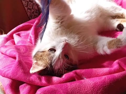 Chantal 170 44000 Nantes