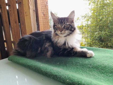 Maine coon 800 11000 Carcassonne