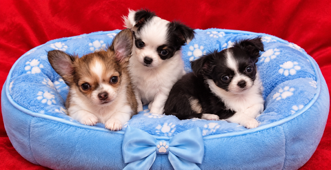 Male chihuahua  950 62660 Beuvry