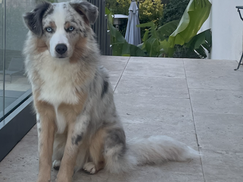 ? Magnifique Berger Australien Bleu Merle pour saillie 400 26800 �toile-sur-rh�ne