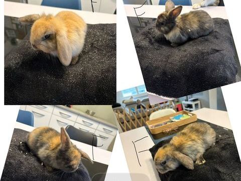 Lapin nain b&eacute;lier 30 59730 Solesmes