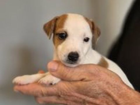   A Réserver Chiots JACK RUSSELL TERRIER LOF 