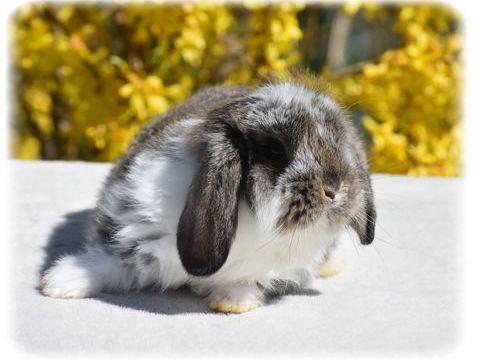 Lapereaux Petits B&eacute;liers 0 74930 Arbusigny