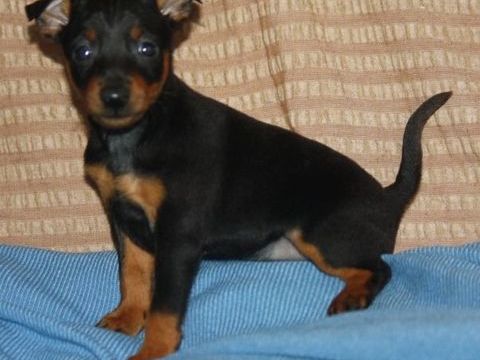 chiots femelle pinscher nain inscrite au lof 1000 65130 Capvern