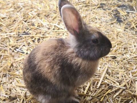 Lapins 0 31790 Saint-jory