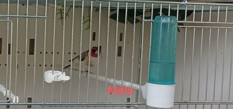 Couple chardonneret Agathe 300 25000 Besanon