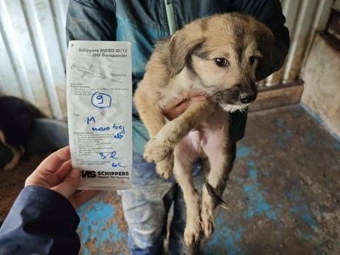 Garfield à l'adoption 320 68000 Colmar