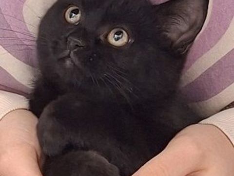 LOLITA CHATONNE NOIRE 4 MOIS 225 92260 Fontenay-aux-roses