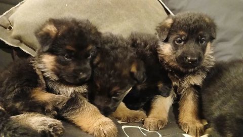 CHIOTS BERGER ALLEMAND 890 77440 Dhuisy