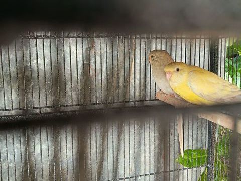 Croupion 30 49300 Cholet