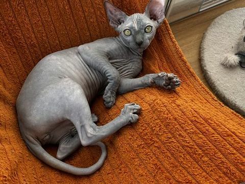 Bella SPHYNX 1100 93600 Aulnay-sous-bois