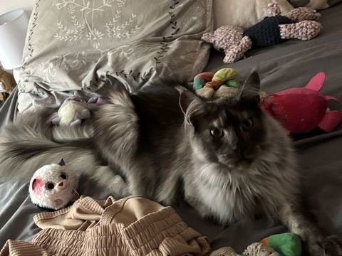 Chaton main coon 1000 82100 Castelsarrasin