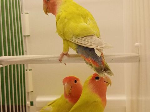 Ins&eacute;parables roseicollis 2025 50 38110 Dolomieu