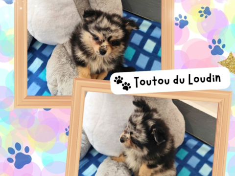 Chiot spitz m&acirc;le 1200 18140 Pr�cy