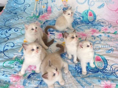 Chaton RAGDOLL 1500 94140 Alfortville