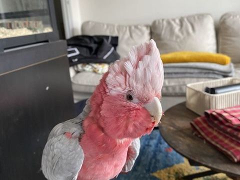 Cacato&egrave;s rosalbin 2000 73000 Chamb�ry