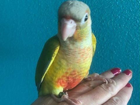 Conure EAM 150 60700 Pont-sainte-maxence