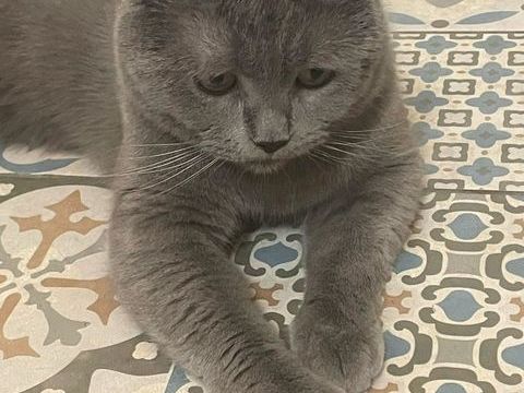 Jeune chat tr&egrave;s joueur n&eacute;cessitant de l'espace en ext&eacute;rieur 200 92800 Puteaux