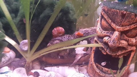 Escargot ornement aquarium 1 13008 Marseille