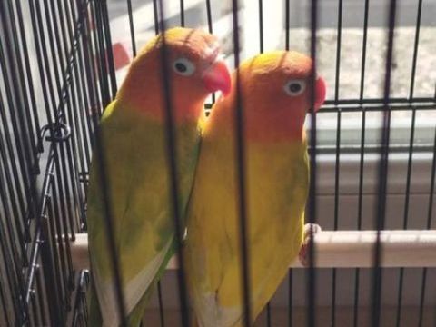 Couple d'inseparables Fisher 60 76600 Le havre