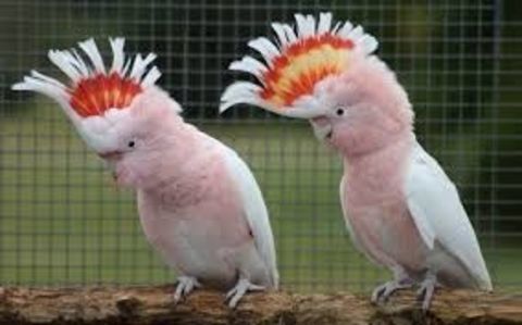 Couple Cacato&egrave;s LEADBETER  reproducteurs 7500 46340 Salviac