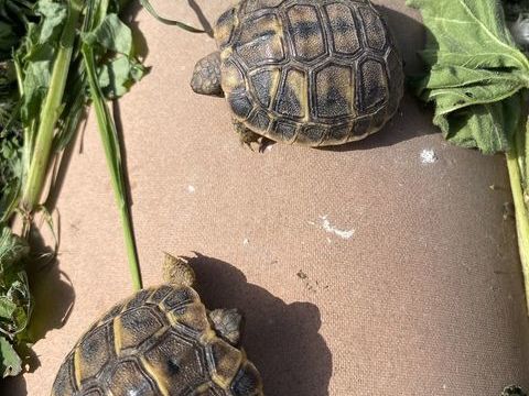 BB Tortue 50 13820 Ensu�s-la-redonne