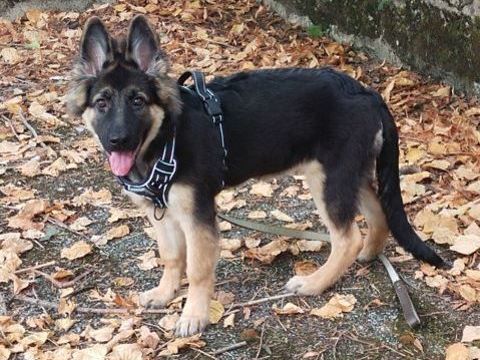 magnifique femelle de 5 mois Altdeutsche Schaferhund 750 72600 Mamers