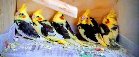 Ils on un mois :  calopsitte  recherche de nouveaux maîtres 50 83600 Frjus