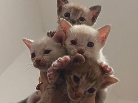 Chatons Savannah F6 1300 87290 Saint-sornin-leulac