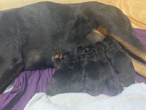 Chiots Rottweiler LOF &agrave; r&eacute;server 1500 62370 Ruminghem