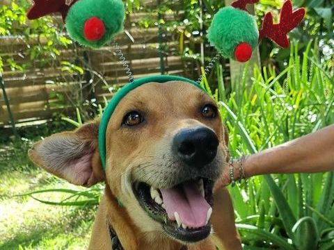 Bonny, femelle X berger, née le 28/11/2024 380 71000 Flace les macon