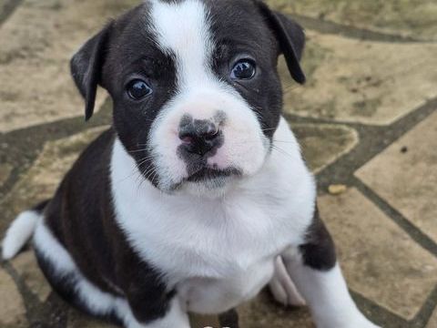 4 Staffie m&acirc;le disponible &agrave; la r&eacute;servation 1200 03150 Bouc�