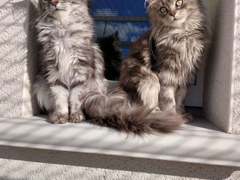 MAINE COON LOOF LABEL OR 1200 72250 Parigné-l'Évêque