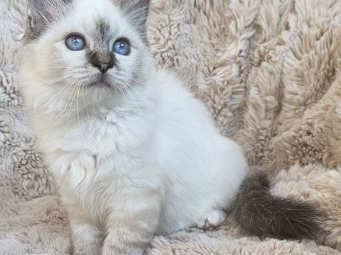 Magnifique m&acirc;le Sacre de Birmanie Loof-LIVRAISON 1000 22250 Éréac