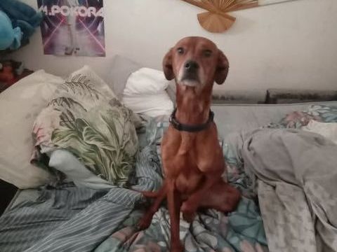 Chien SNOOPY &agrave; l adoption 250 26100 Romans-sur-isère