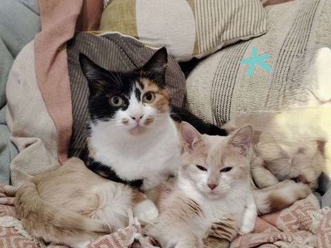 Nougatine et Guimauve duo ins&eacute;parable 1 30133 Les angles