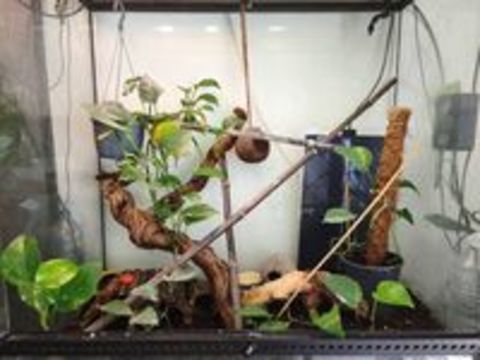   Vend Terrarium complet avec gecko a crête  