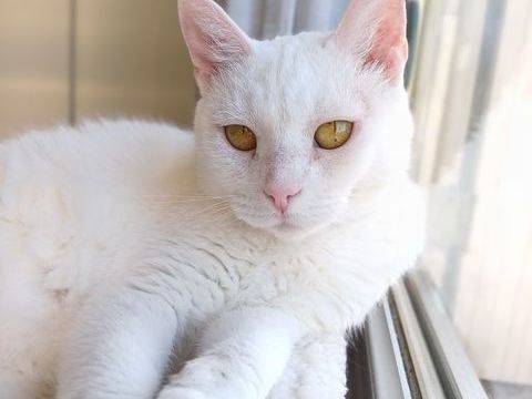 Bianca l'adoption du coeur 50 92370 Chaville