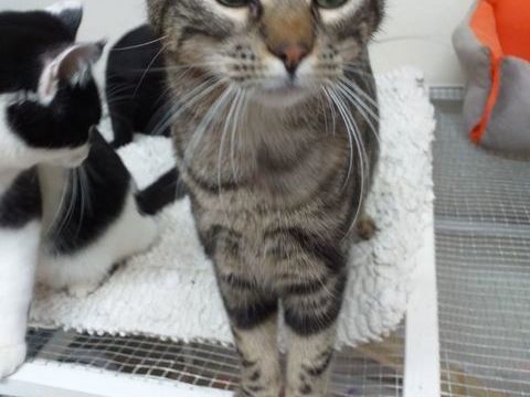 ADOPTION AMBRE 190 71490 Couches