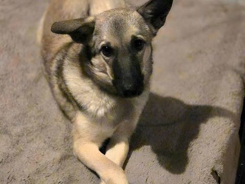 Ninia &agrave; l'adoption 220 28260 Saussay