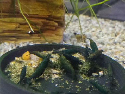 Crevettes hulk orange n&eacute;ocaridina 5 37270 Ath�e-sur-cher