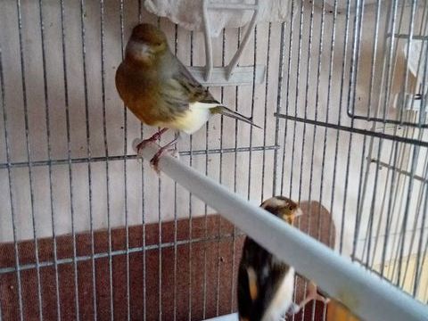 Couples  oiseau ?  canaris 50 95100 Argenteuil