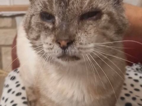 ARTHUR 90 95420 Saint-gervais